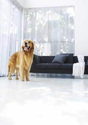 ペットの健康を守る！療法食の選び方と信頼できる通販サイトのご紹介