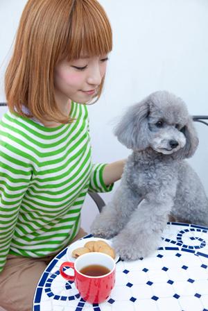 初心者にもおすすめの豆柴のブリーダー
